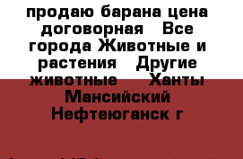 продаю барана цена договорная - Все города Животные и растения » Другие животные   . Ханты-Мансийский,Нефтеюганск г.